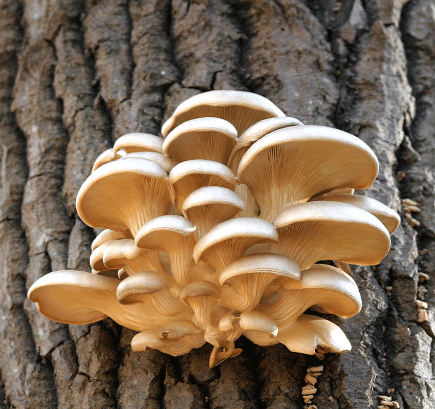 Вешенка-гриб-Pleurotus-ostreatus-на стволе дерева