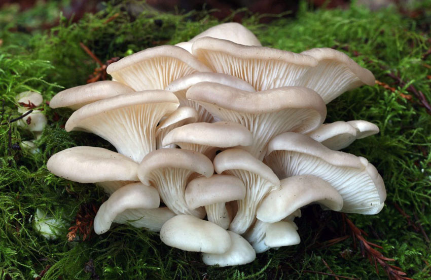 Вешенка (Pleurotus ostreatus) 1